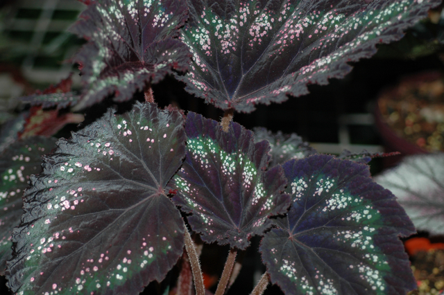 B. ‘Annan Jewel’